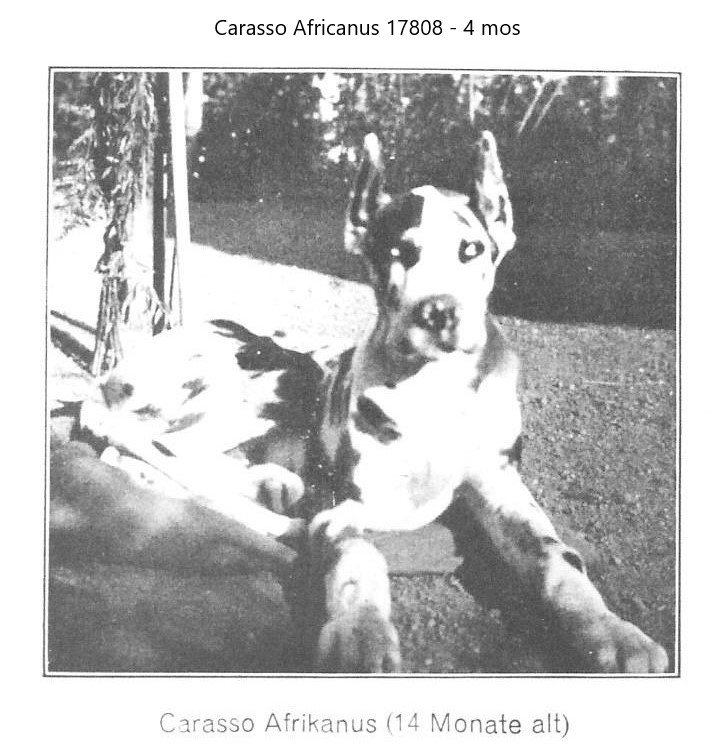 Carasso Afrikanus